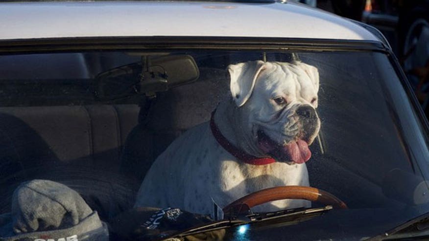 Driven to Distraction: Driving With a Pet in Your Car