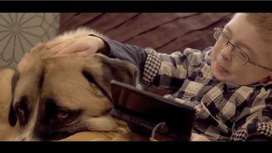 doginternal151.jpg