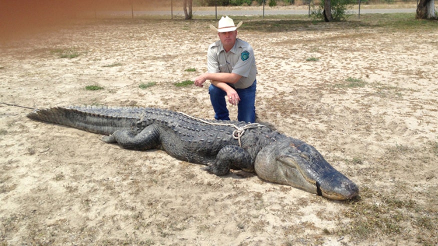 Teen Hunter Bags 800 Pound Record Alligator In Texas Fox News