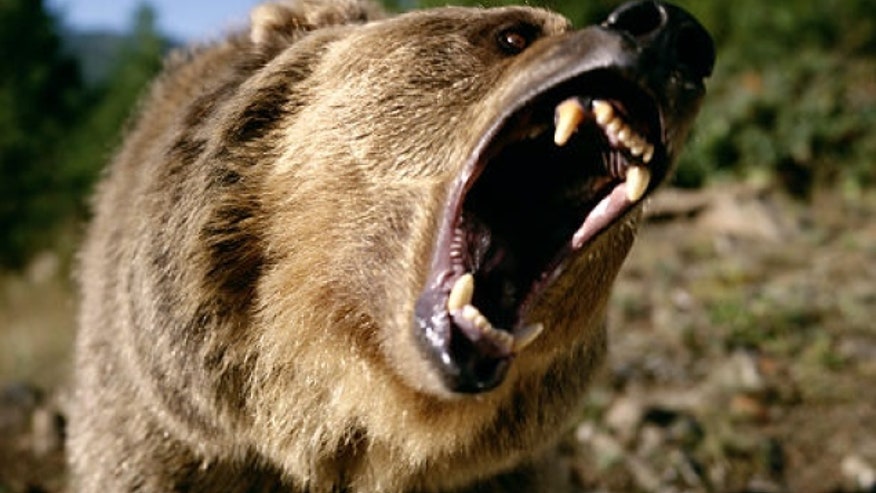 grizzlybear.jpg