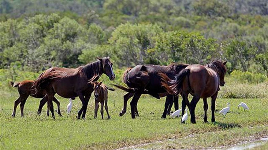 Wild, Wild Horses