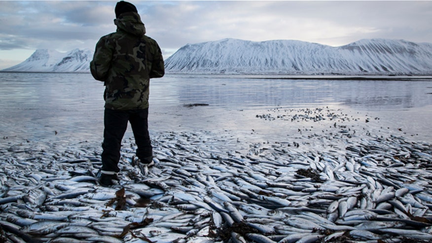 iceland_herring_death_020613.jpg