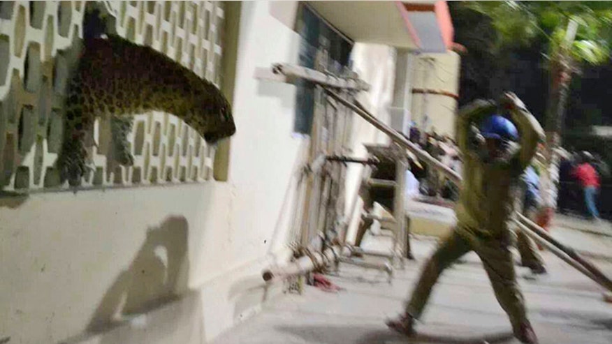 india-leopard.jpg