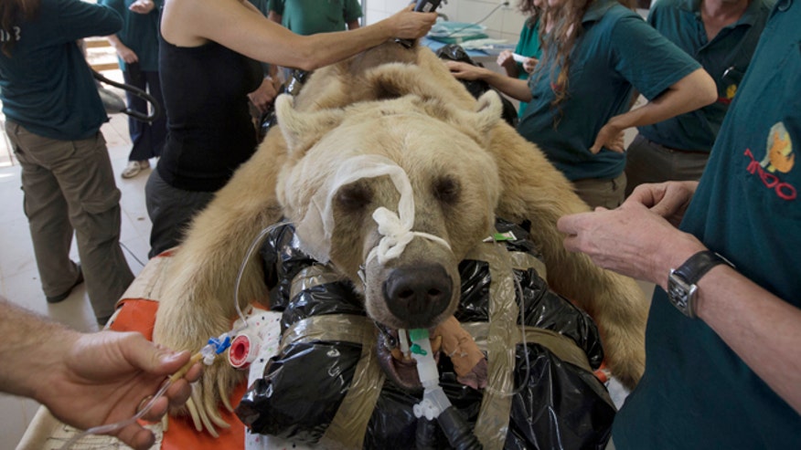 israel-bear-surgery.jpg