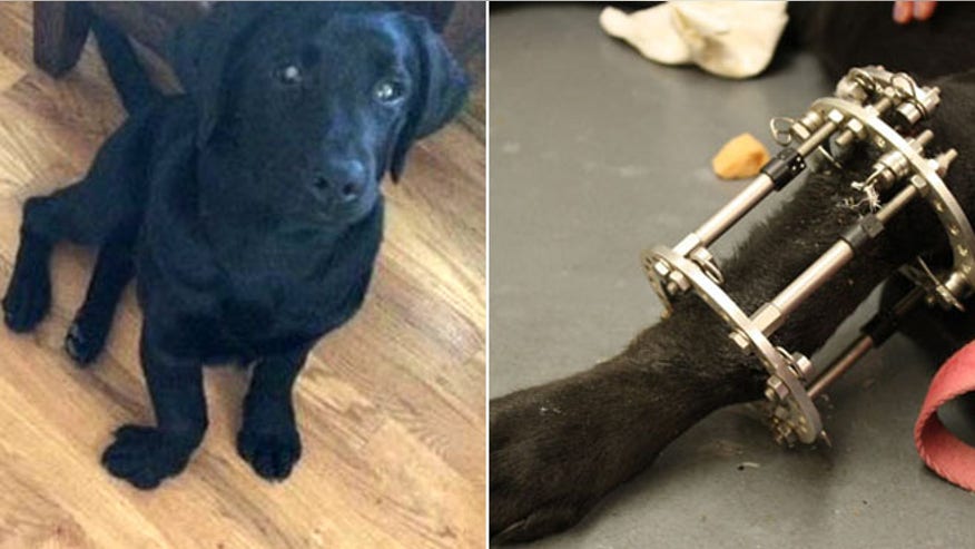 lucypaw662.jpg