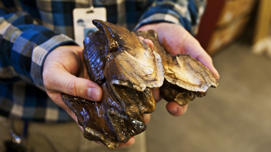 mastodon dinosaur tooth