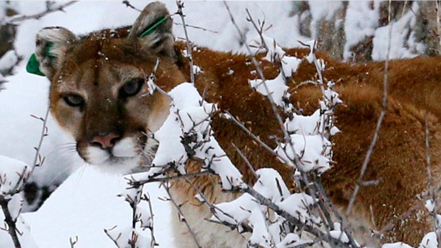 mountain-lion-042314.jpg
