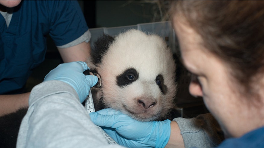 national-zoo-panda.jpg