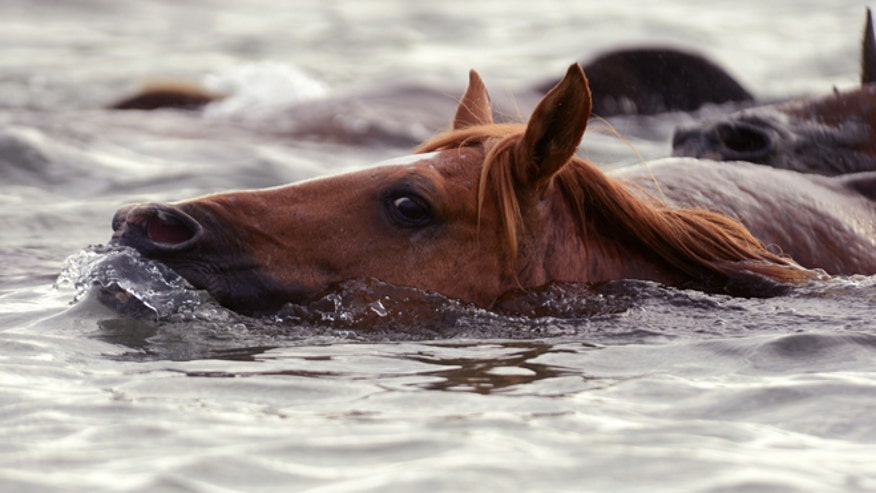 Hundreds brave mud, mosquitoes to witness Chincoteague pony swim | Fox News