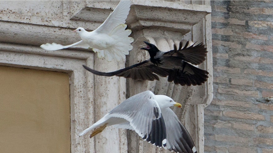 pope-doves-attacked.jpg