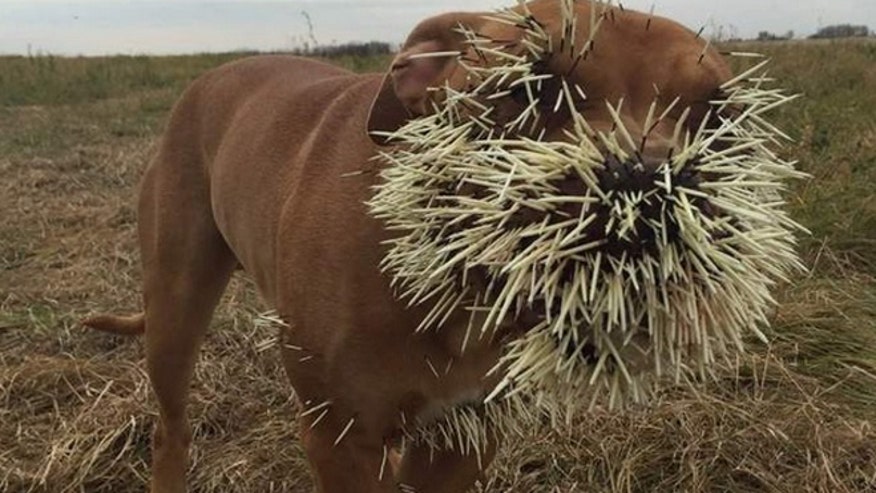 Dogs injured after being spiked by porcupine Fox News