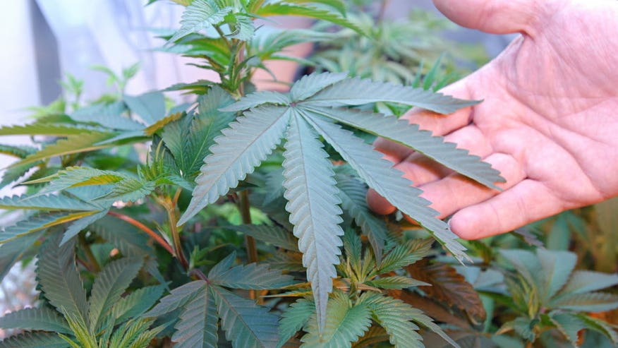 pot.jpg