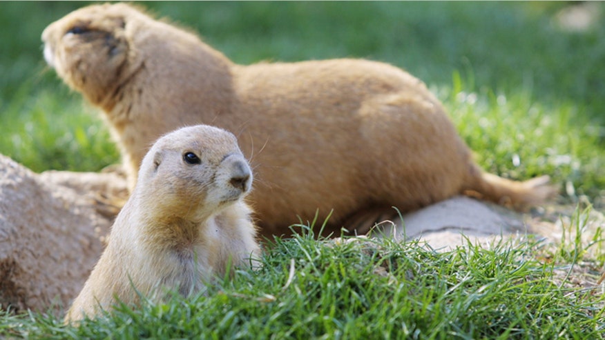 prairie-dogs-smithsonian.jpg
