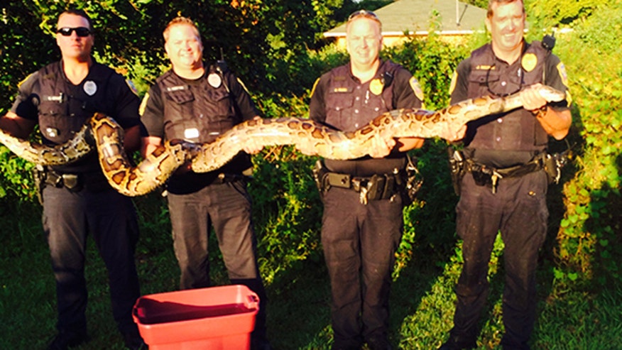 Florida cops capture large cat-eating python Pythonsnake3