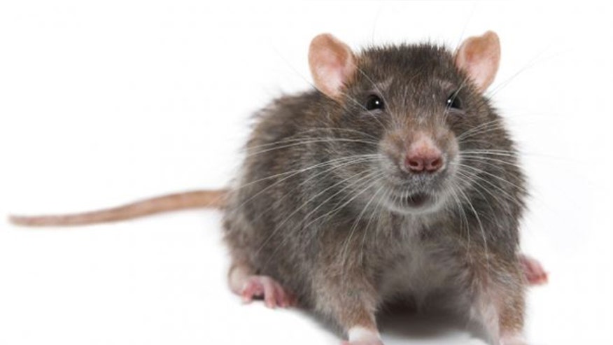 rat_sandwich_istock.jpg