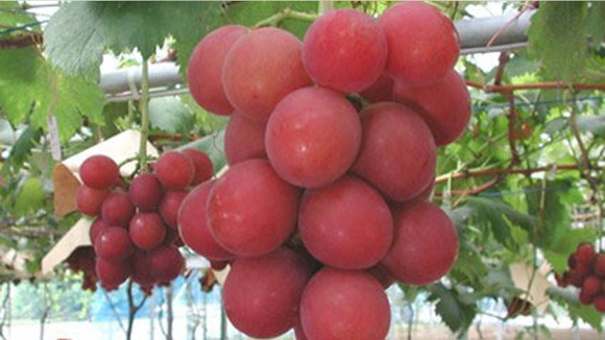 ruby_roman_grapes.jpg