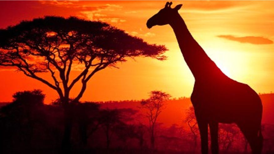 safari.jpg