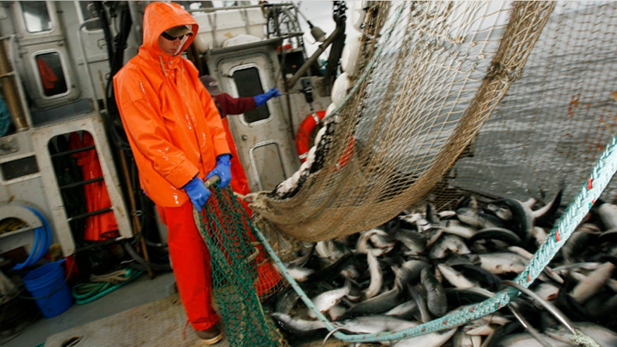 salmon1.jpg