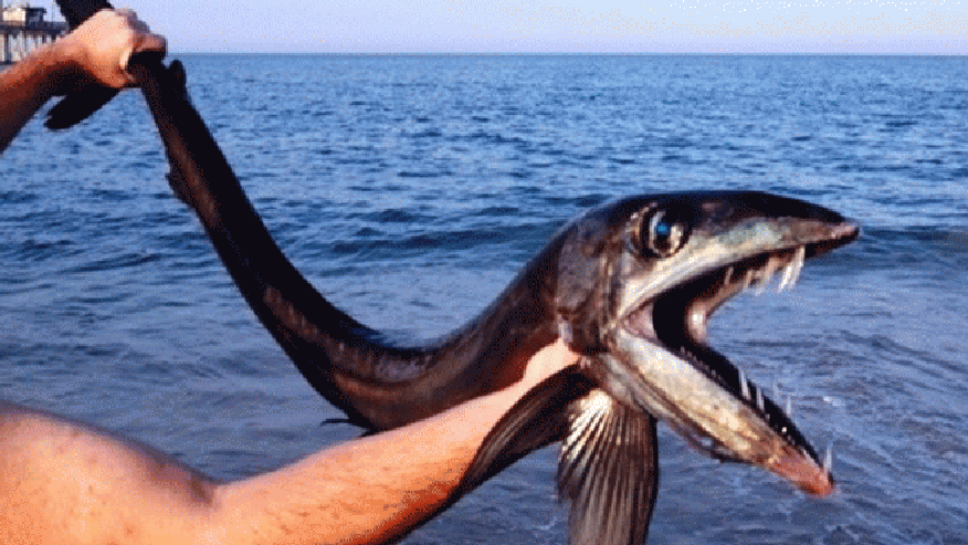 scaryfish-176.gif