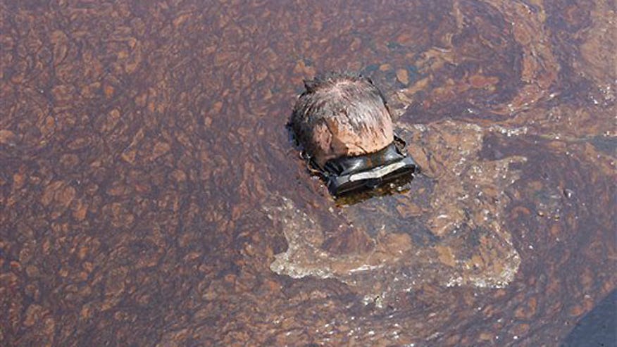 Gulf Oil Spill