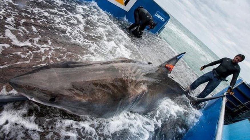 sharkLydia.jpg