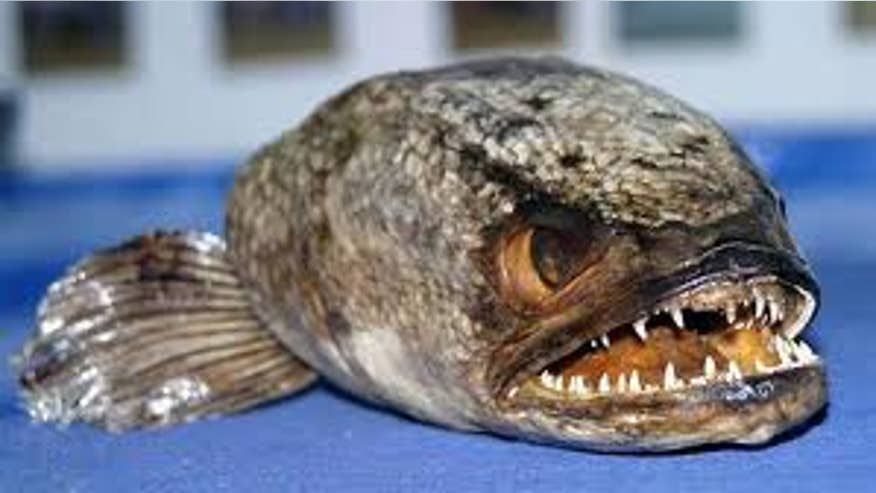 snakehead