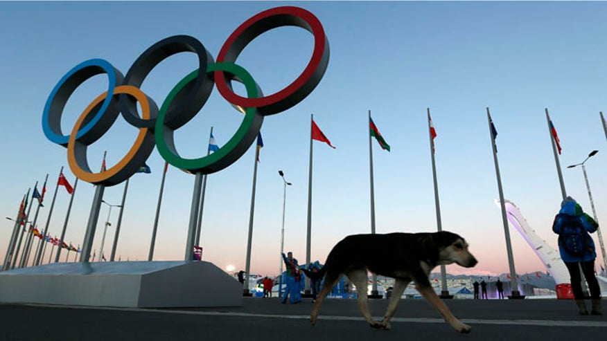sochi-stray-dogs.jpg