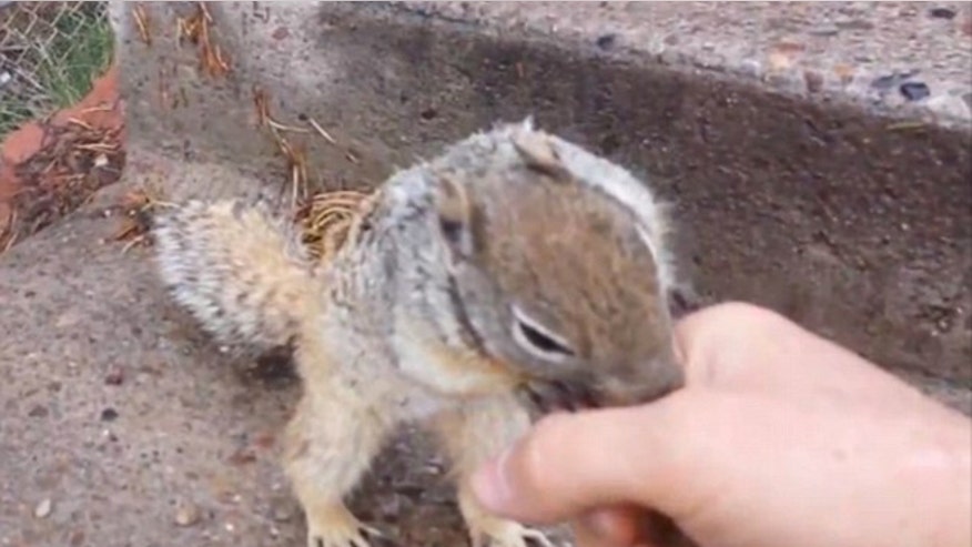 squirrelbite.jpg