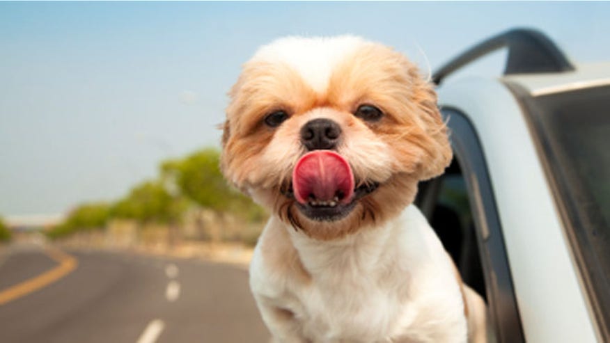 travel_pets.jpg