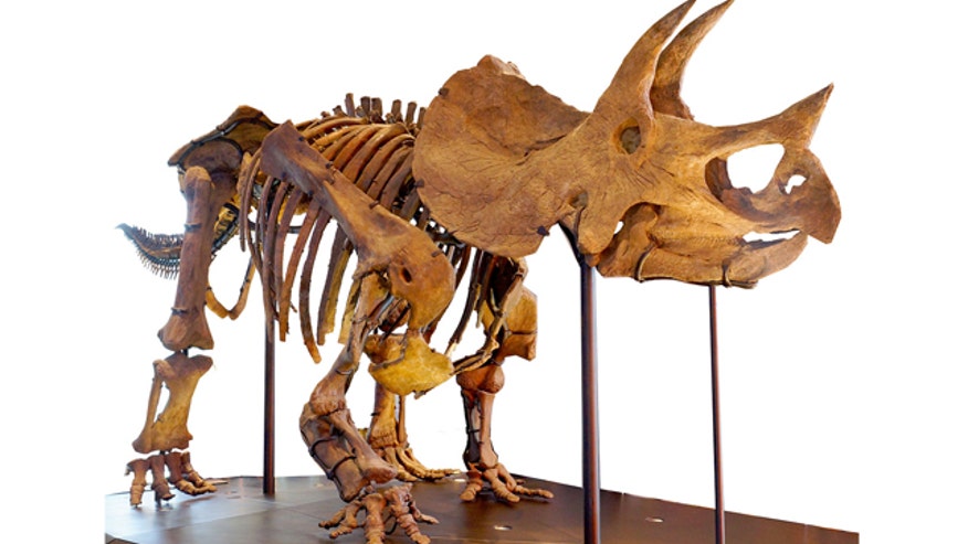 triceratops.jpg