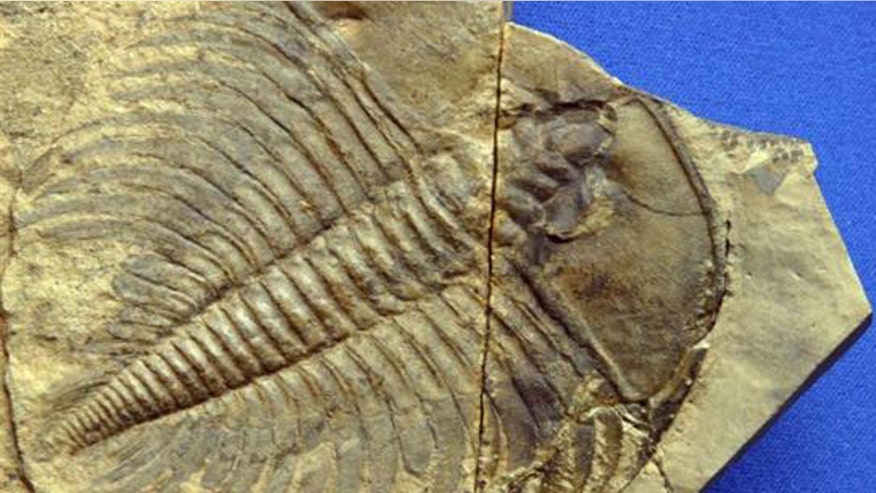 trilobite-extinction.jpg