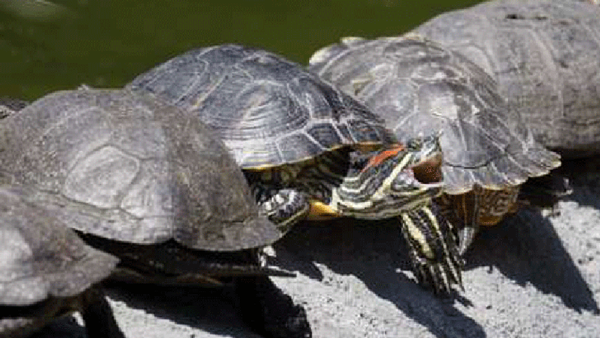 turtles 1