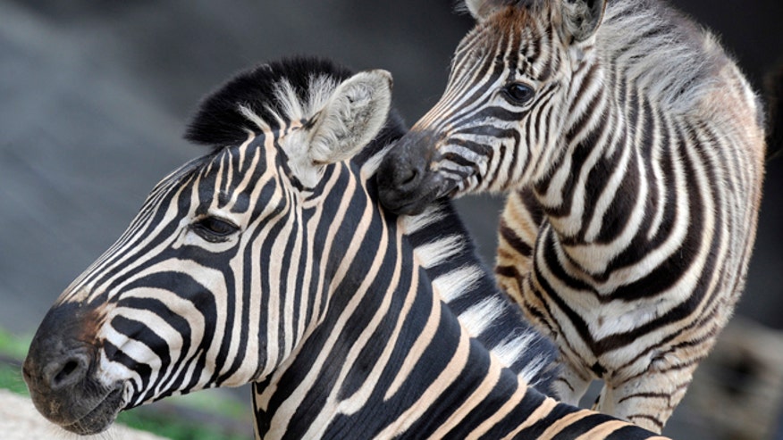 zebras.jpg?ve=1&tl=1