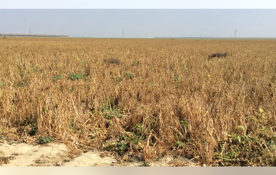 caldrought3.jpg