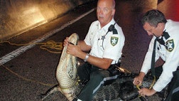 Workers at a Florida business complex got a surprise Tuesday morning when they arrived for work: an alligator in the parking lot, snapping at cars.