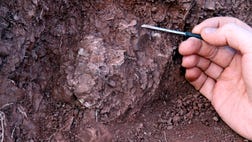  A cache of fossilized dinosaur embryos unearthed in China is giving scientists their best glimpse yet into the development of these ancient creatures.