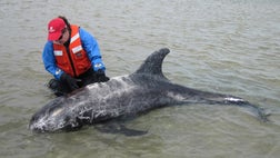 A dolphin has been rescued from a sandbar off the southern shore of Long Island.