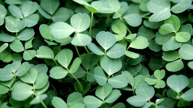 Shamrock Plants