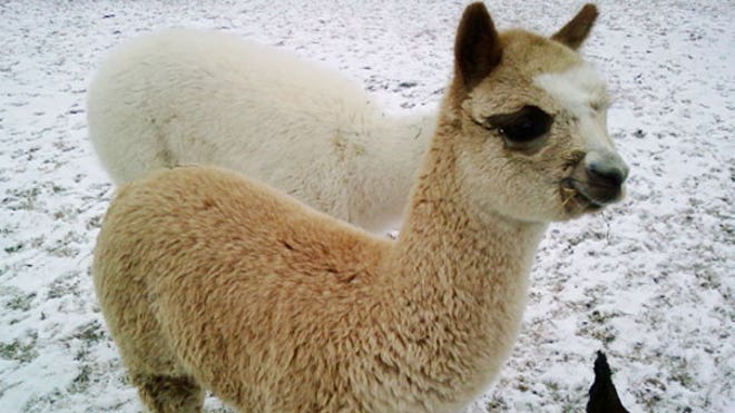 'Masterpiece' the Alpaca