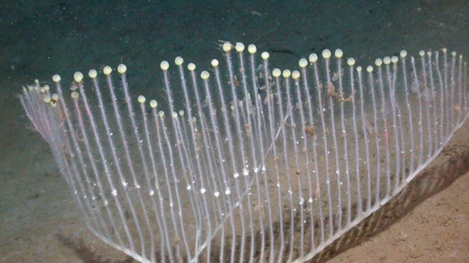 chondrocladia-T891cc.jpg