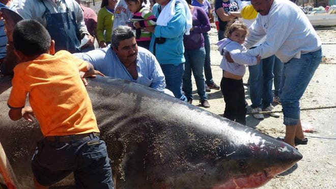 giantshark.jpg