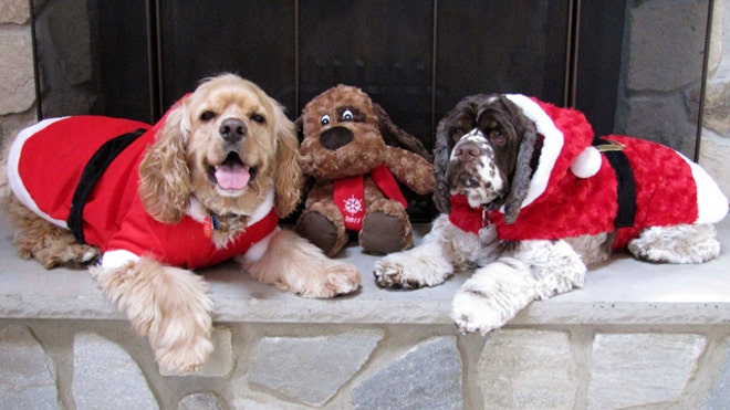 holiday_puppies.jpg
