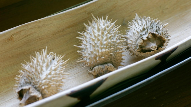 iStock_000000852940Small_ShellDecor.jpg