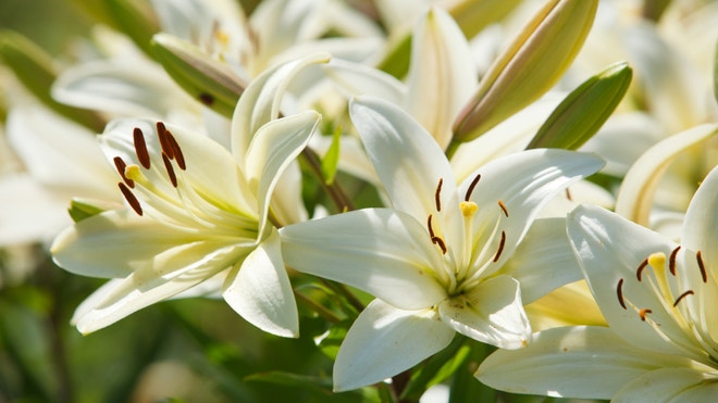 iStock_000013675084Small_whitelily.jpg