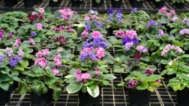 iStock_000020448174Small_Flowers.jpg