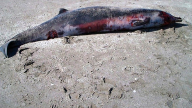 whale3.jpg