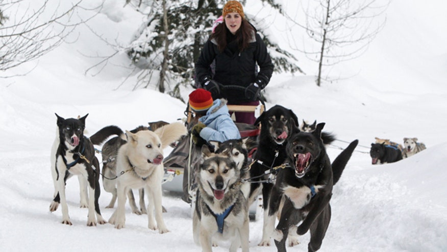 Sled Dogs