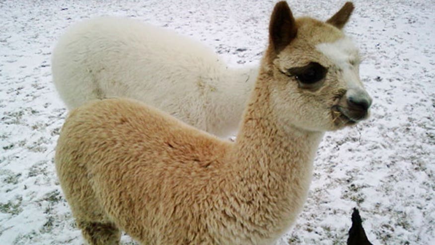 'Masterpiece' the Alpaca