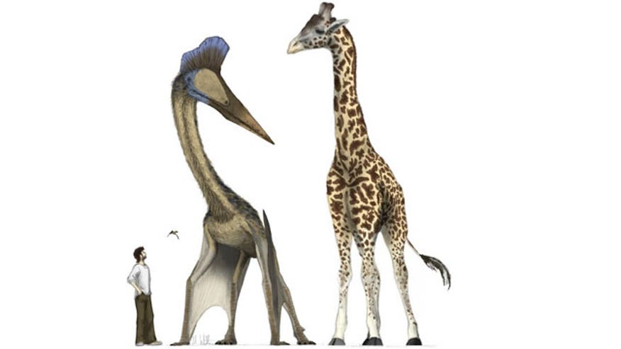 Quetz-giraffe-110706.jpg