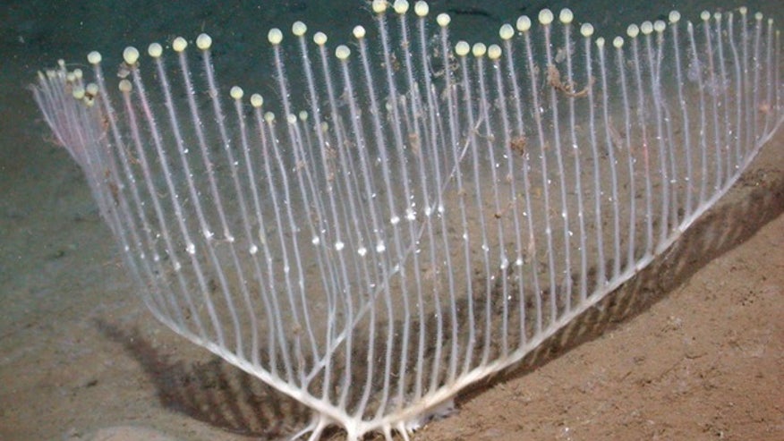 chondrocladia-T891cc.jpg